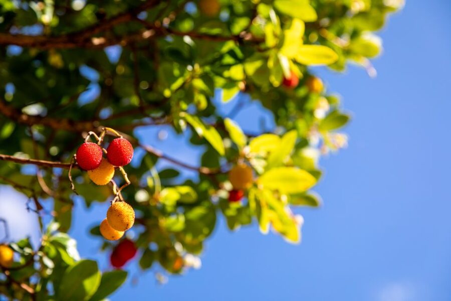 Algarve: Jeep Safari with Distillery Visit & Lunch - White villages and old rural customs