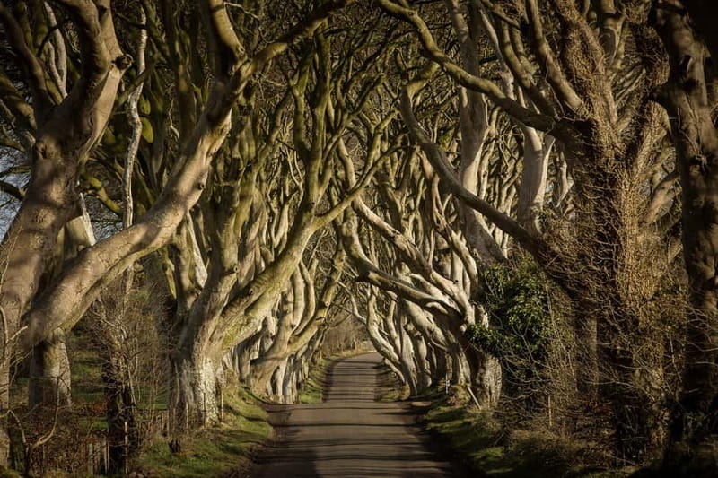 Belfast Giant's Causeway and Titanic Distillery Whiskey Tour - Key details at a glance