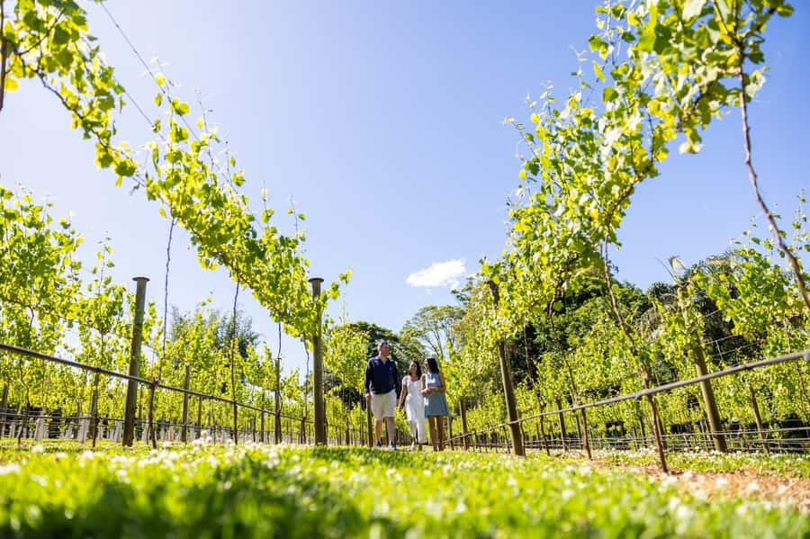 Brisbane: Boutique Winery Tour with Gourmet Lunch - Key points at a glance
