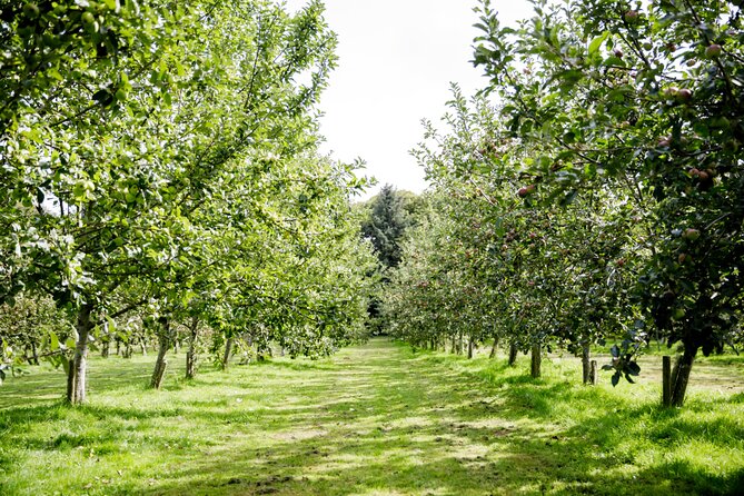 Classic Vineyard Distillery Tour and Tasting Experience in Jersey - Key points to know before you go