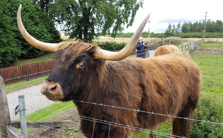 Craigs Luxury Speyside Private Whisky Tour - Is $921 good value for four people?