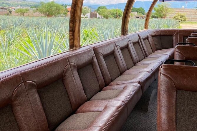 Cultural tour, city fields and distillery - Agave fields outside the town