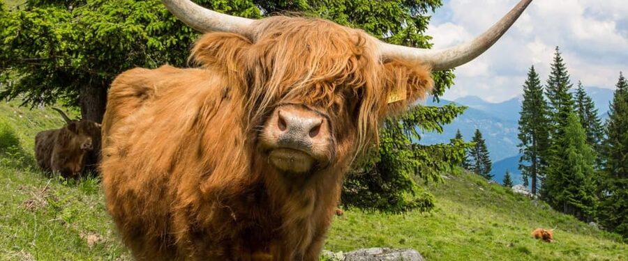 Edinburgh: Loch Ness, Scenic Walk, Glencoe & Whisky Day Tour - Loch Ness gives you a choice