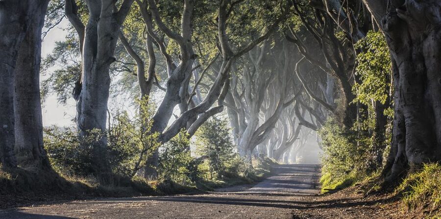 From Dublin: Giant's Causeway Tour and Whiskey Tasting - Who will get the most from this tour