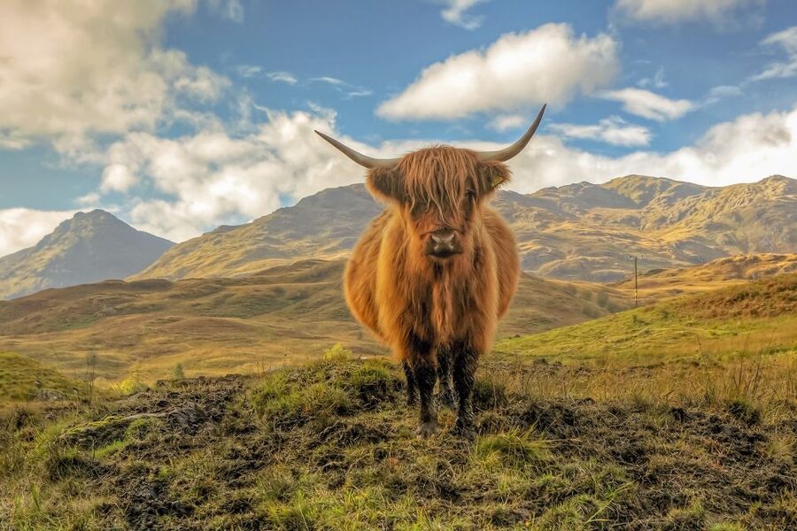 From Edinburgh: Stirling Castle, Loch Lomond & Whisky Tour - The Riverside Museum timing issue
