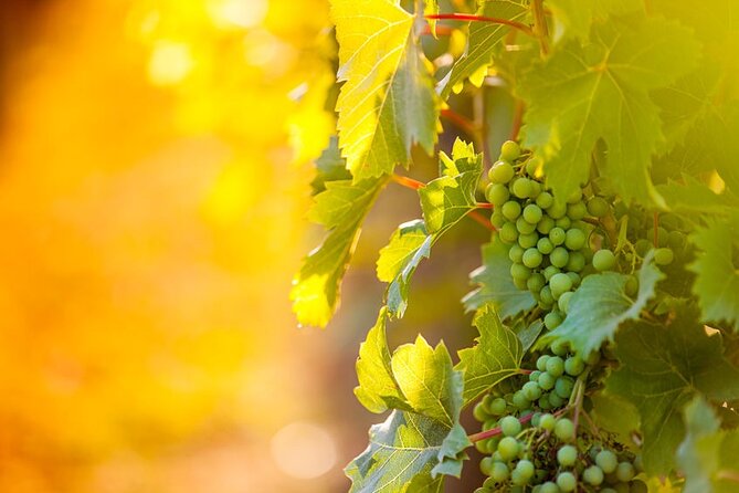 Full-Day Wine, Whiskey & Beer Tour w/ Lunch Pairing - Who will enjoy this experience most