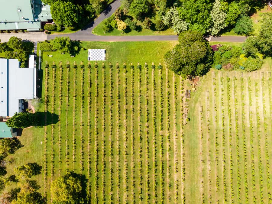 Gold Coast: Premium Wine Tour with Gourmet Lunch - Family-run wineries and guided tastings