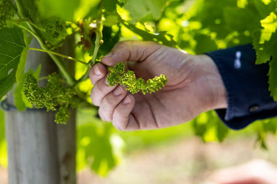 Gold Coast: Premium Wine Tour with Gourmet Lunch - Tamborine Mountain Distillery and the sweeter stops