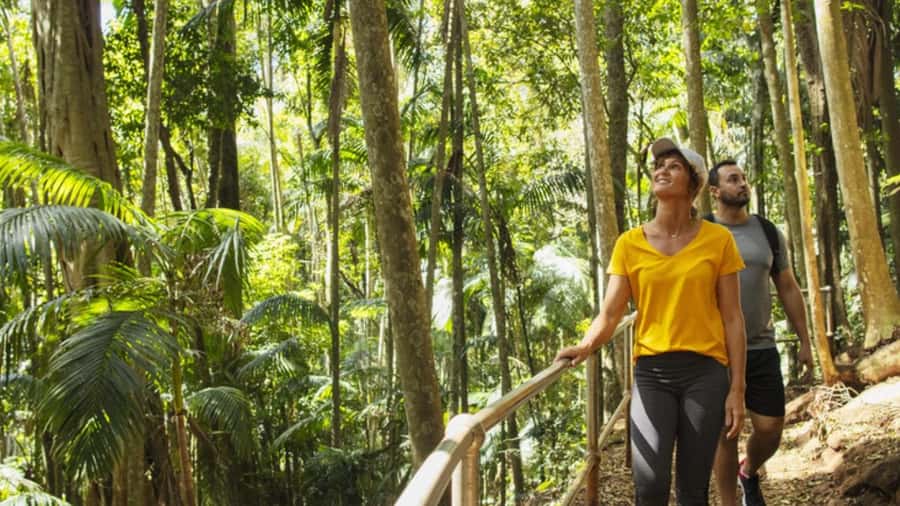 Gold Coast: Wine, Distillery & Rainforest Day Tour - Rotary Lookout and Gold Coast views