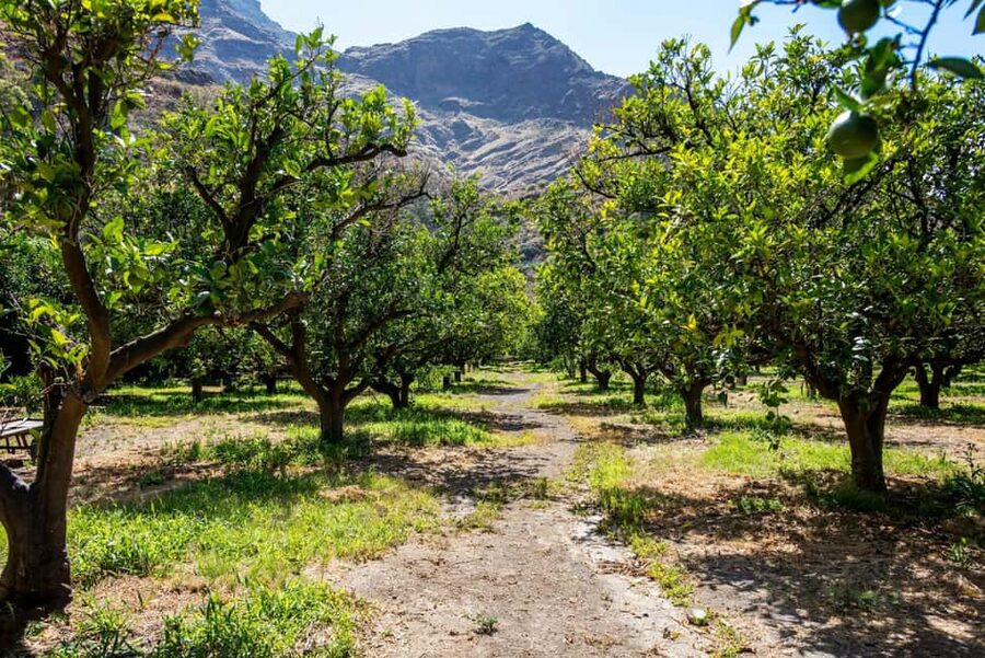 Gran Canaria: Food Tour with Distillery Visit & Lunch - Arucas, flower-filled streets, and the Arehucas rum visit