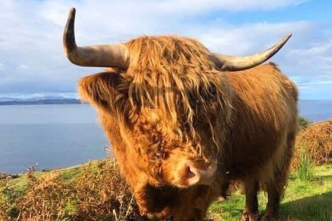 Invergordon Cruise Ship Tour Dunrobin Castle, Dornoch, Distillery - Loch Fleet: A Chance to See Seals and Birds