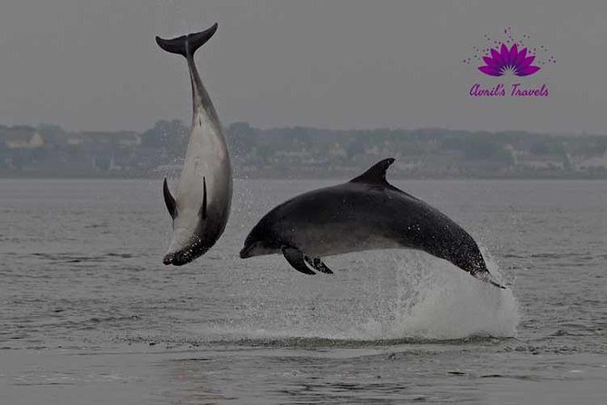 INVERGORDON PORT Tour Dunrobin, Dornoch & Distillery - Loch Fleet and the search for seals