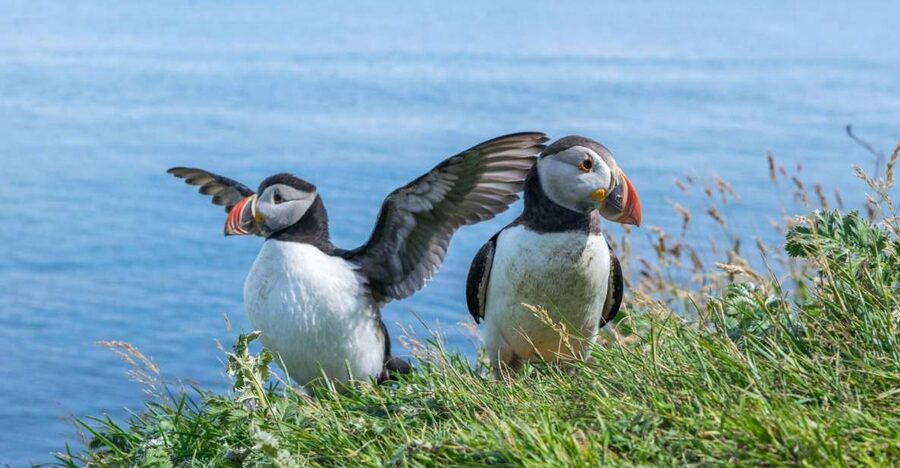 Inverness: Moray Coast, Wildlife and Speyside Whisky Tour - Why the Moray Coast makes a good change from Inverness