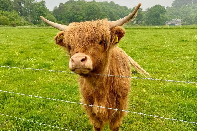 Loch Ness, Culloden, Clava and whisky/gin tour from Inverness. - Beauly, the priory, and Highland cattle