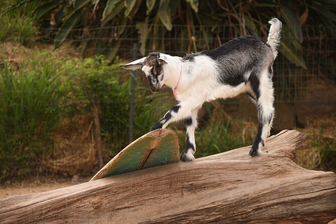 Maui Farm Distillery and local craft experience Full-Day Tour - Surfing Goat Dairy starts the day with goats and cheese