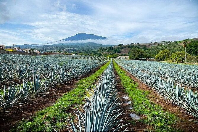 Private Tour one day in Guachimontones and La Fortaleza Distillery - Is $211.70 per person good value?
