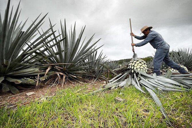 Private Tour one day in Guachimontones and La Fortaleza Distillery - Timing, booking, and practical limits