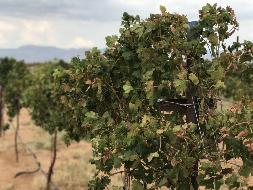 Scenic Desert Wine, Distillery Tastings/Brewery/RT66 & Lunch - Desert Diamond Distillery and Small-Batch Spirits