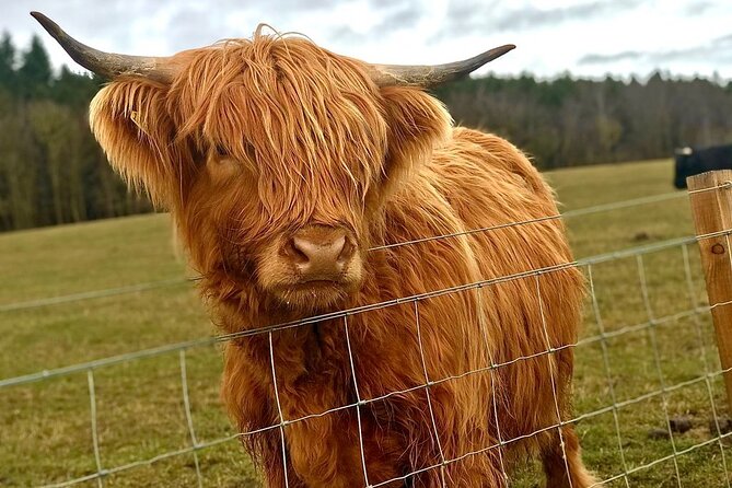 Scone Palace, Nature, Pitlochry, Whisky Experience from Edinburgh - Tullibardine Distillery and the whisky choice