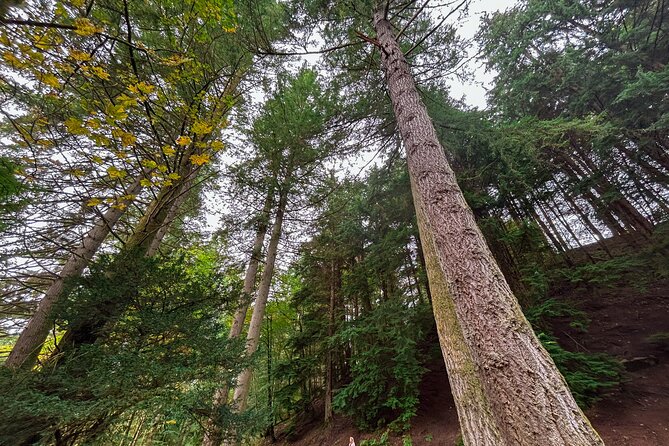 Scone Palace, Nature, Pitlochry, Whisky Experience from Glasgow - Pitlochry’s Victorian streets