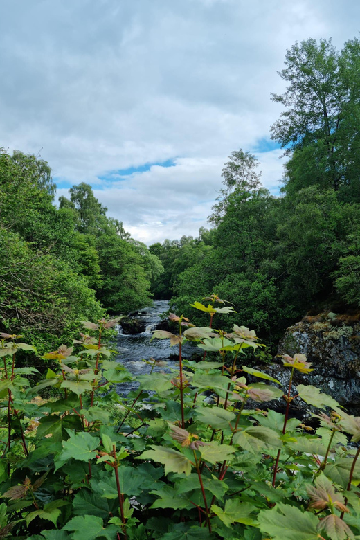 Shore excursion from Invergordon - Castles, Scenery & Whisky - Dornoch for cafés, shops, and a slower hour