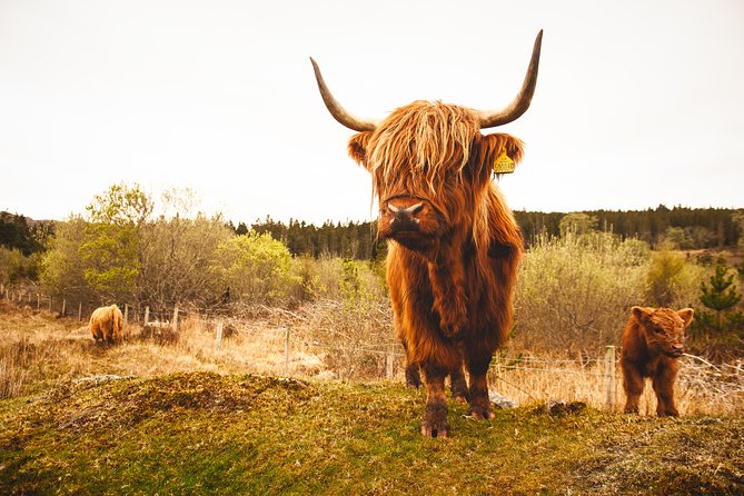 Speyside Whisky Day Tour from Inverness Including Admissions - The value of the included tastings