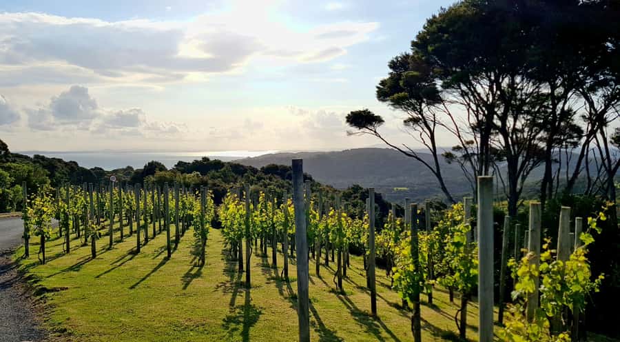 Waiheke: Scenic Taste and Graze Tour with Wine, Whisky, Beer - The Heke for craft beer, whisky and spirits