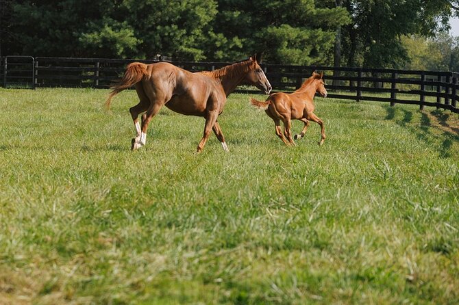 Woodford Reserve, Kismet Thoroughbred Farm & Whiskey Thief - Starting at Woodford Reserve