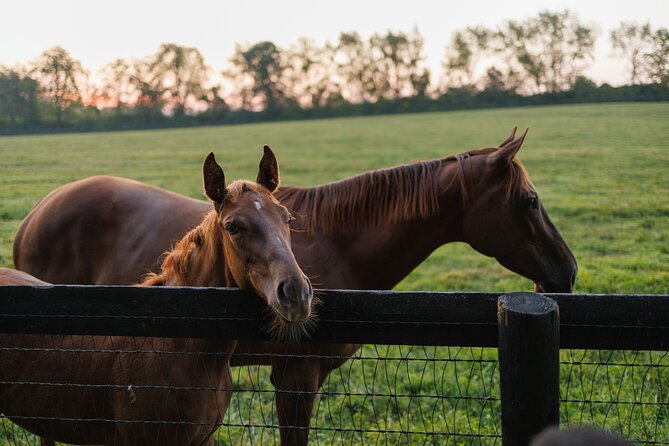 Woodford Reserve, Kismet Thoroughbred Farm & Whiskey Thief - Whiskey Thief and the barrel-side tasting