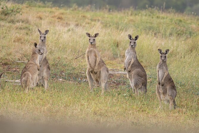 Yarra Valley by night! Private wine, whisky and dinner tour - Timing, transfers, and practical details